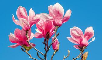 A cluster of pink magnolia blossoms against a clear blue sky photo