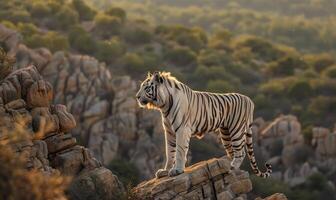 A white tiger standing tall on a rocky outcrop photo