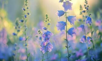 Bellflowers blooming in a cottage garden, closeup view, soft focus photo