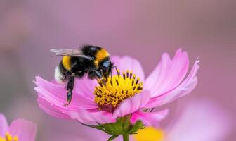 Bumblebee collecting pollen from flowers, closeup view, selective focus photo