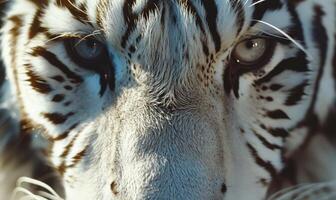 Close-up of a white tiger's face photo