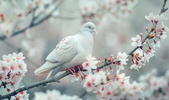 Close-up of a white pigeon perched on a blossoming cherry tree branch photo