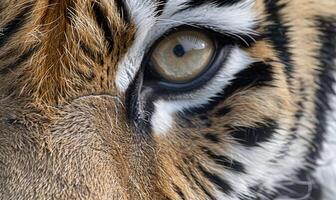 Close-up of a captive Bengal-Siberian tiger photo