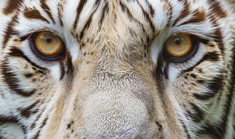 Close-up of a white tiger's face photo