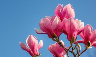 A cluster of pink magnolia blossoms against a clear blue sky photo