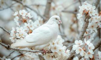 Close-up of a white pigeon perched on a blossoming cherry tree branch photo