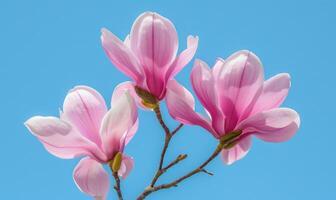 A cluster of pink magnolia blossoms against a clear blue sky photo