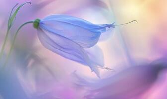 Close-up of a bellflower in soft light, closeup view, selective focus, spring background photo