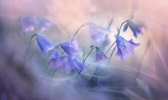 Bellflowers swaying in the breeze, closeup view, soft focus, bokeh photo