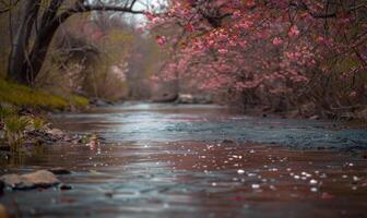 Cherry blossoms lining the banks of a gentle spring river photo