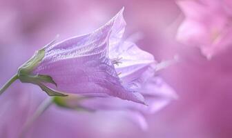 Close-up of a bellflower in soft light, closeup view, selective focus, spring background photo