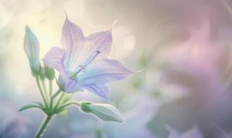 Close-up of a bellflower in soft light, closeup view, selective focus, spring background photo