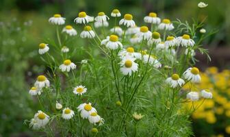 Chamomile plant growing in a garden, spring nature background photo