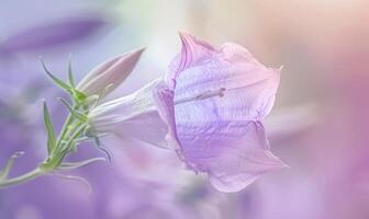 Close-up of a bellflower in soft light, closeup view, selective focus, spring background photo