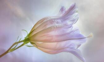 Close-up of a bellflower in soft light, closeup view, selective focus, spring background photo