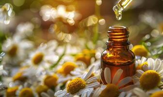 Chamomile essential oil and chamomile flowers closeup, skin care cosmetic concept photo