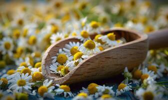 Chamomile tea leaves in a wooden scoop photo