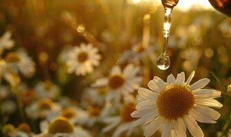 Chamomile essential oil and chamomile flowers closeup, skin care cosmetic concept photo