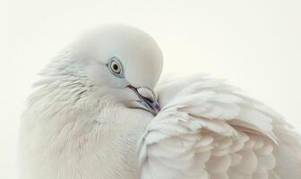 blanco Paloma con suave velloso plumas capturado en un de cerca retrato foto