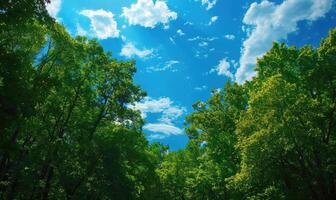 Blue skies over a green forest, spring nature background photo