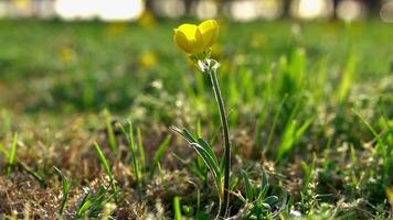 primavera fiore su soleggiato giorno video