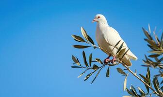 White pigeon perched on a branch with an olive branch in its beak against a serene blue sky photo