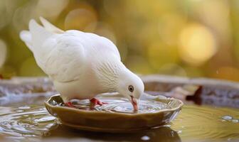 White pigeon drinking water from a shallow bowl in a close-up view photo