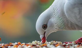 Close-up of a white pigeon's beak as it pecks at scattered bird seeds photo