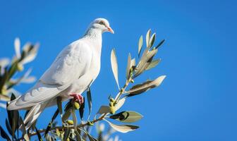 White pigeon perched on a branch with an olive branch in its beak against a serene blue sky photo