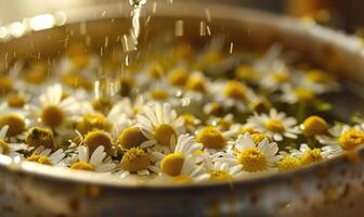 Close-up of chamomile flowers being distilled, nature beauty background photo