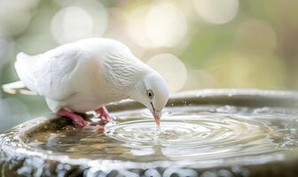 White pigeon drinking water from a shallow bowl in a close-up view photo