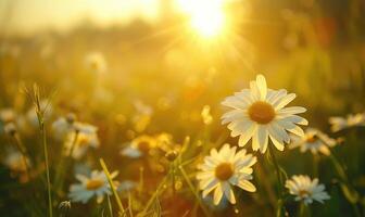 Daisies in a field at sunset, fields and meadows, spring nature background photo