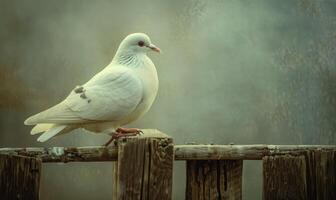 Close-up view of a white pigeon's delicate feet resting on a wooden fence photo