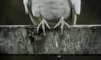 Close-up view of a white pigeon's delicate feet resting on a wooden fence photo