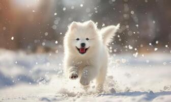 Fluffy Samoyed puppy with a happy expression frolicking in the snow photo