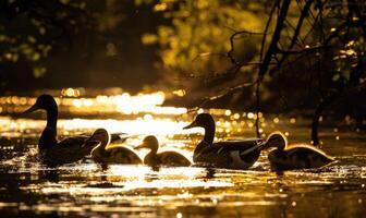 Duck family crossing a stream photo