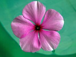 Pink flowers bloom in the spring photo