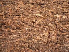 textura grabada en relieve de la corteza del árbol en la foto de fondo blanco, alta resolución para 3d.