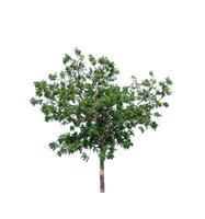 tree on a white background photo