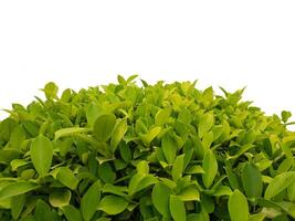 Shrubs isolated on white background photo