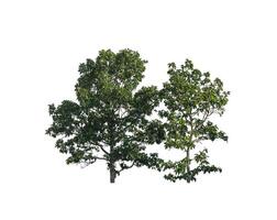 Trees that are isolated on a white background are suitable for both printing and web pages photo