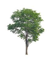 Tree that are isolated on a white background are suitable for both printing and web pages photo