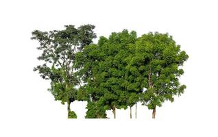 Trees that are isolated on a white background are suitable for both printing and web pages photo