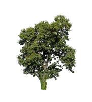 Tree that are isolated on a white background are suitable for both printing and web pages photo