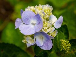 purple flowers blooming in spring beautiful purple flowers photo