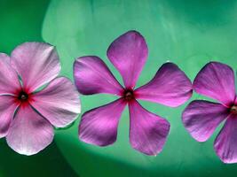 Pink flowers bloom in the spring photo