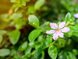 purple flowers blooming in spring beautiful purple flowers photo