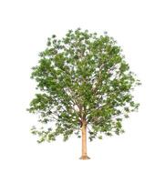 isolated tree on white background photo