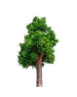 tree on a white background photo