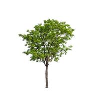 Trees that are isolated on a white background are suitable for both printing and web pages photo